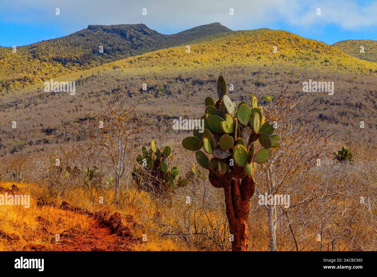 Landschaftsaufnahmen auf der höchsten Erhebung der Insel Isabela oberhalb des Darwin Lake und der Tejo Cove. Stockfoto