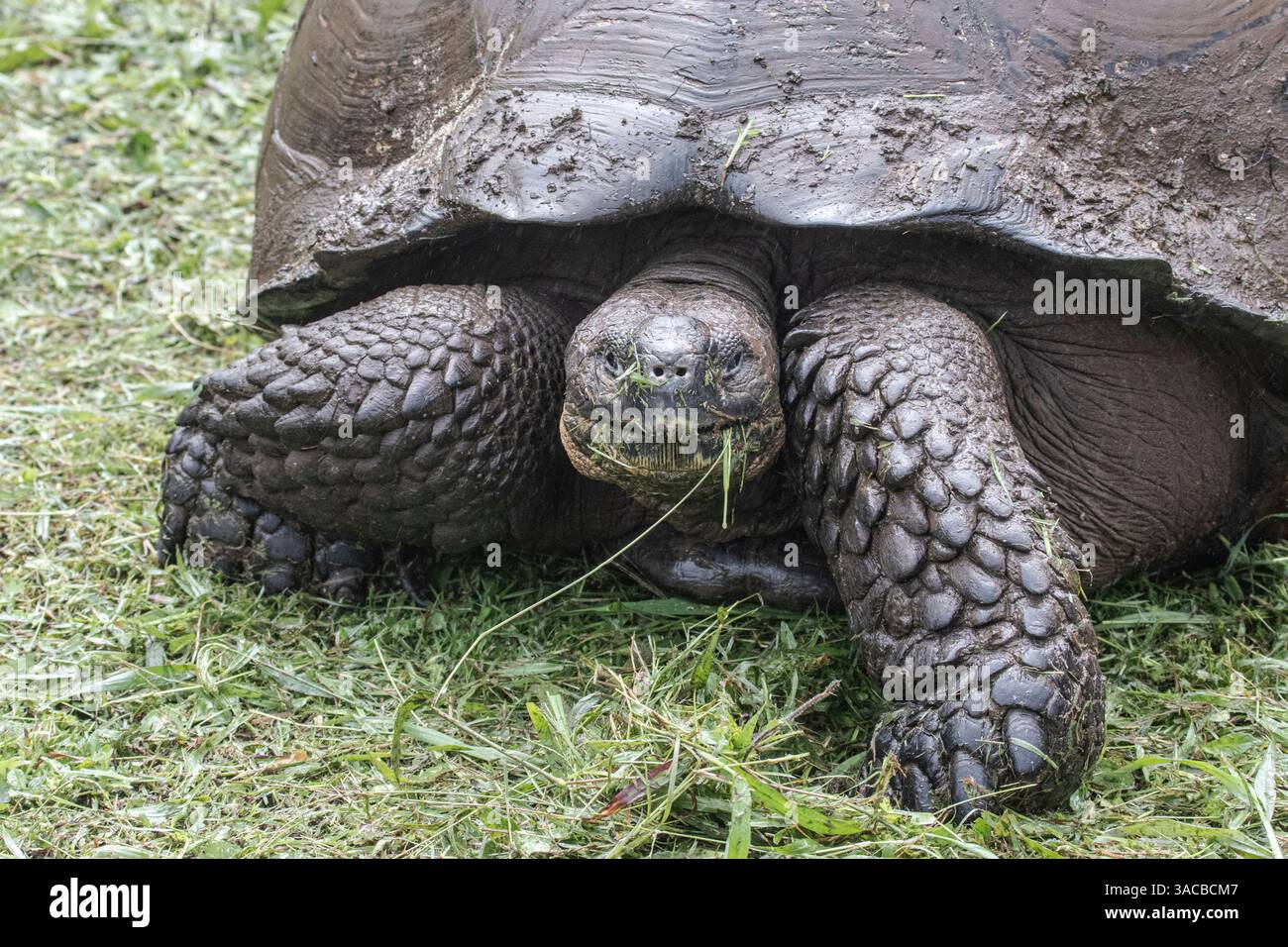 Riesenschildkröte ist im Riesenschildkrötenreservat auf Santa Cruz Island zu finden. Stockfoto