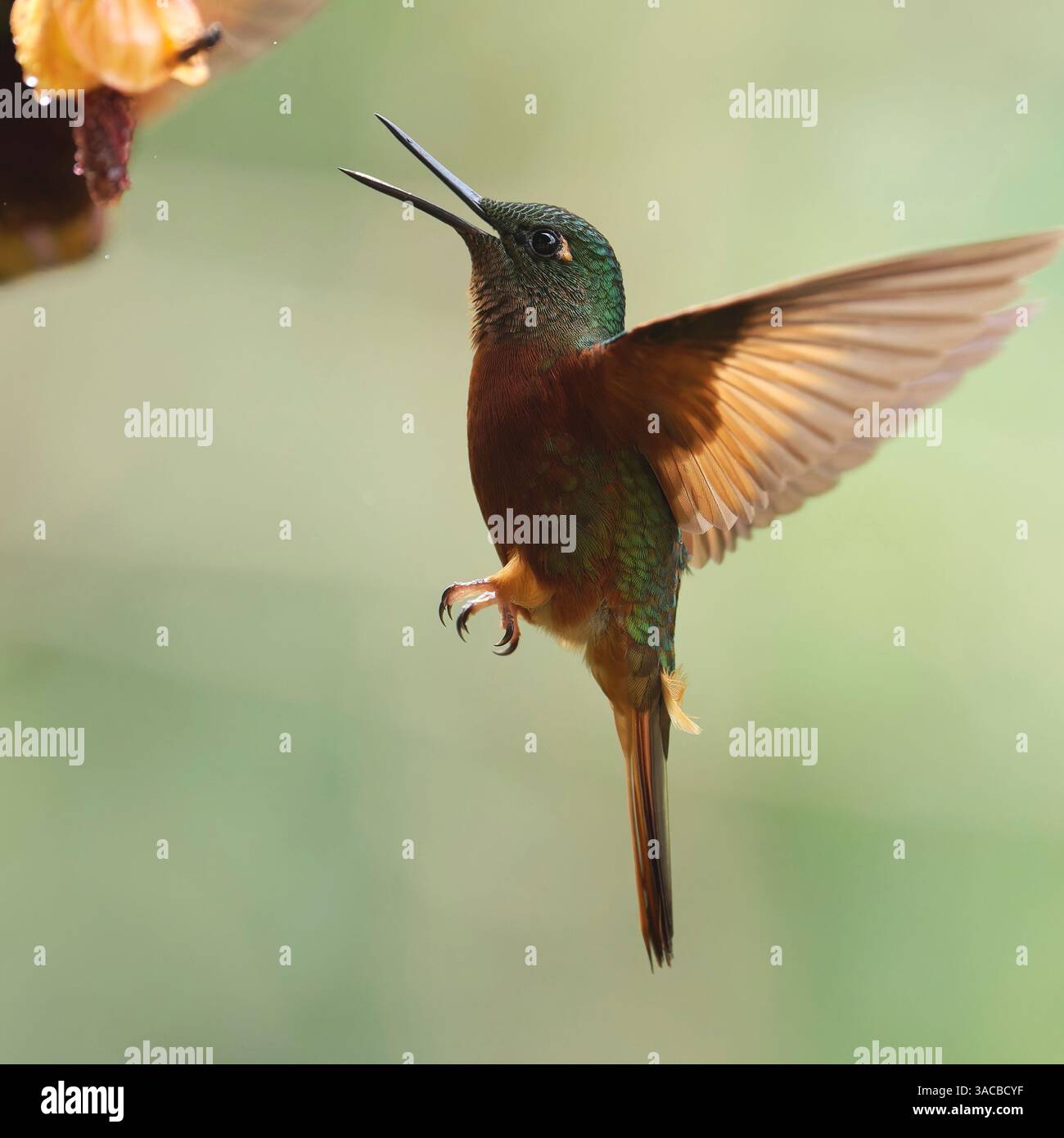 Chestnut Breasted Coronet Stockfoto