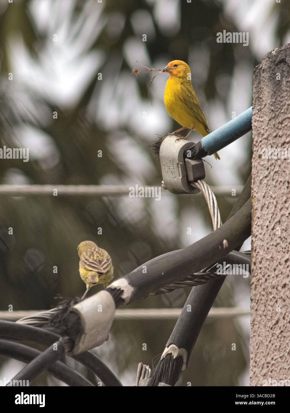 Einige Vögel, bekannt als safranfinke (Sicalis flaveola), sitzen auf dem Stromkabel. Stockfoto