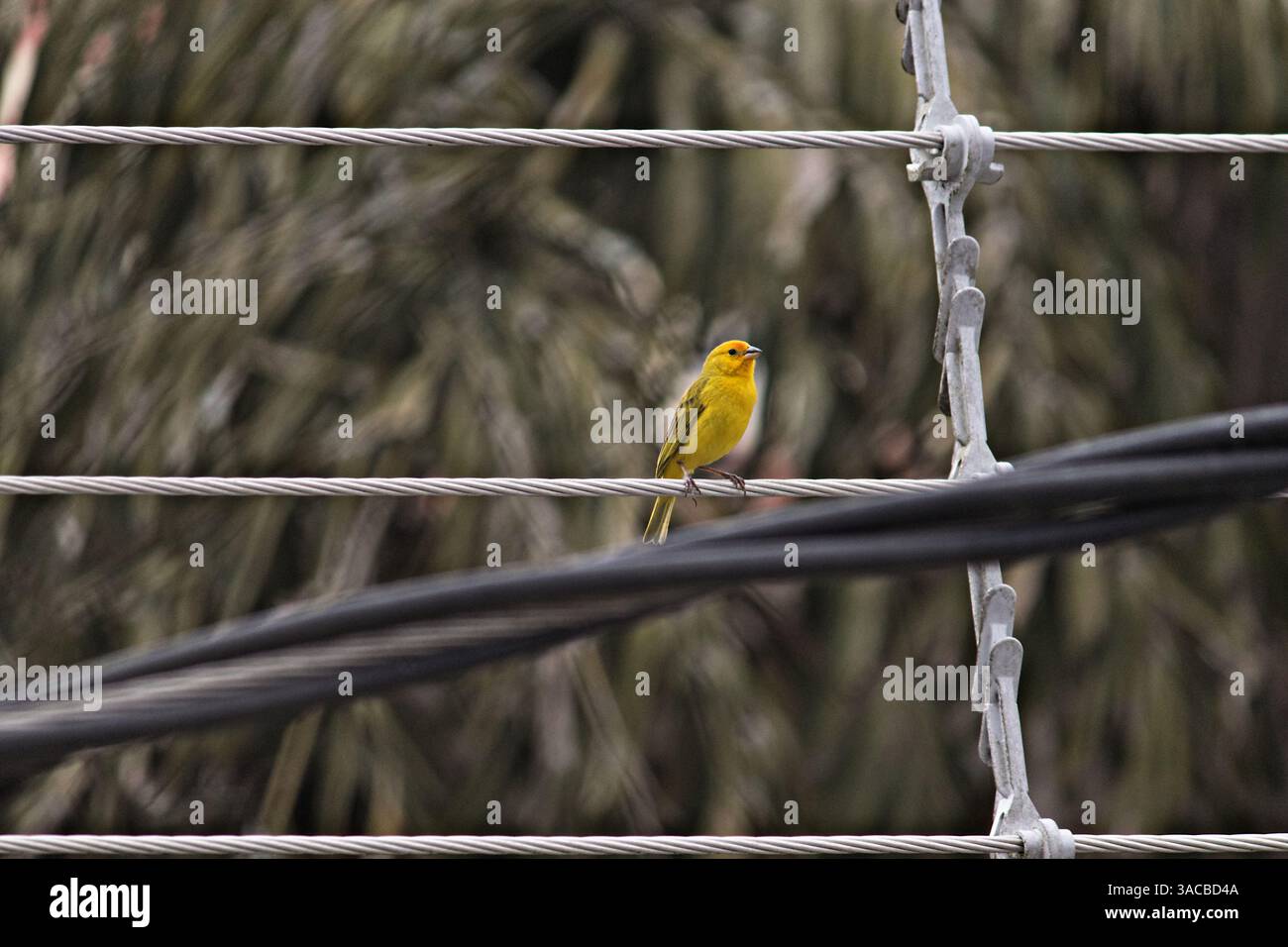 Landschaftsbild eines Vogels, bekannt als Safranfinke ( Sicalis flaveola ), auf einem Stromkabel Stockfoto