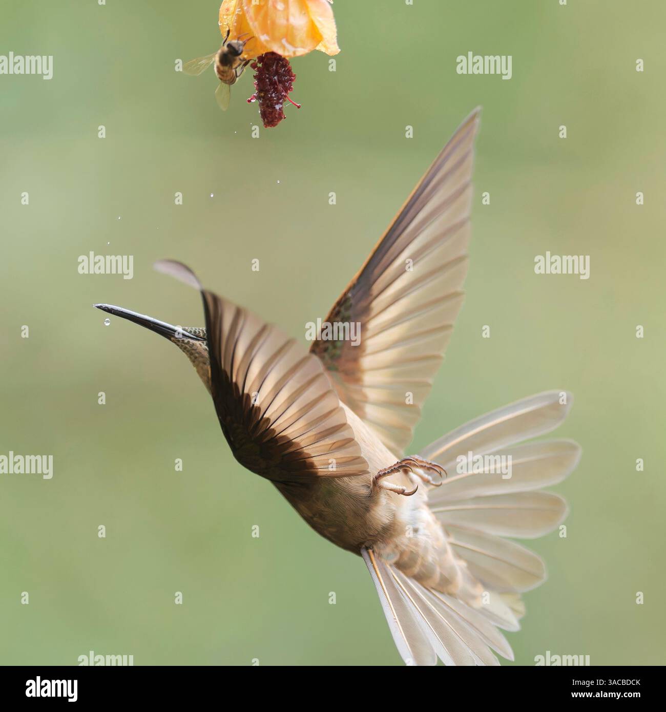 Fawn Breasted Brillante Stockfoto