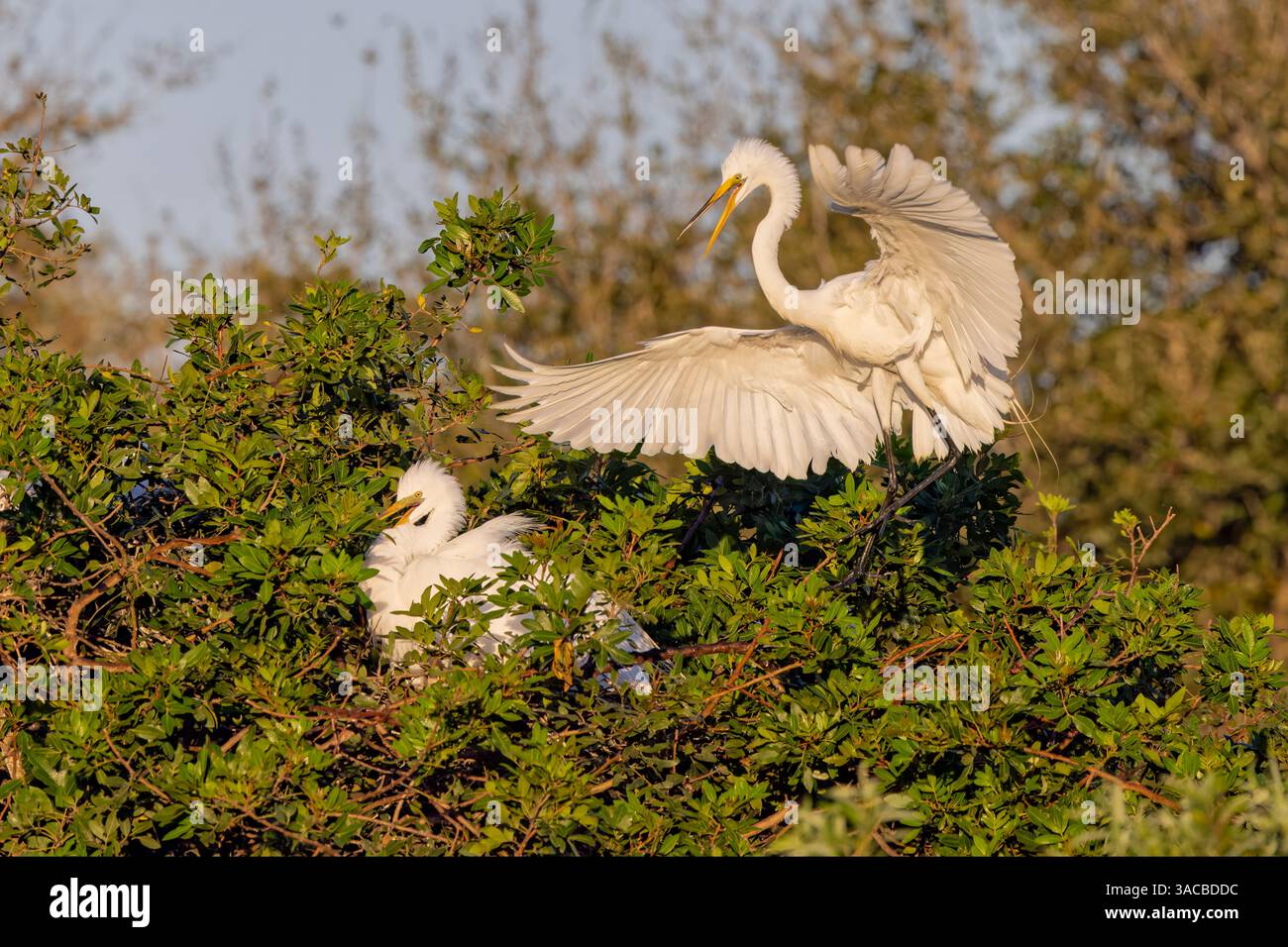Große Reiher Landung am Nistplatz, Venice, Florida Stockfoto