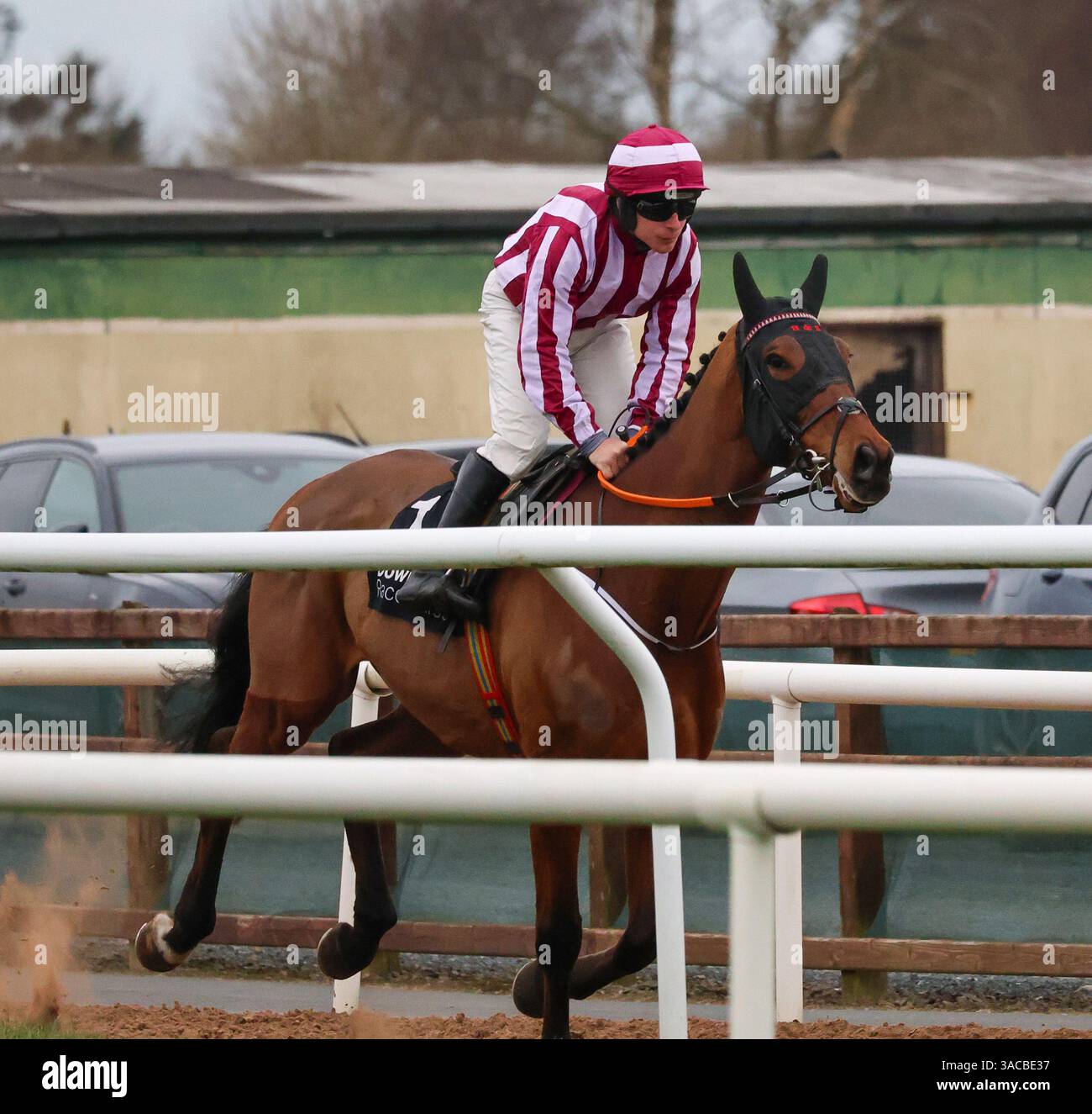 Down Royal, Lisburn, County Antrim, Nordirland. März 2025. St Patrick's Day Race Meeting - Bluegrass Horse Feed bewertet Anfänger Chase - Rennpferd Spirit of Legend (1) geritten von Jockey Phillip Enright. Stockfoto