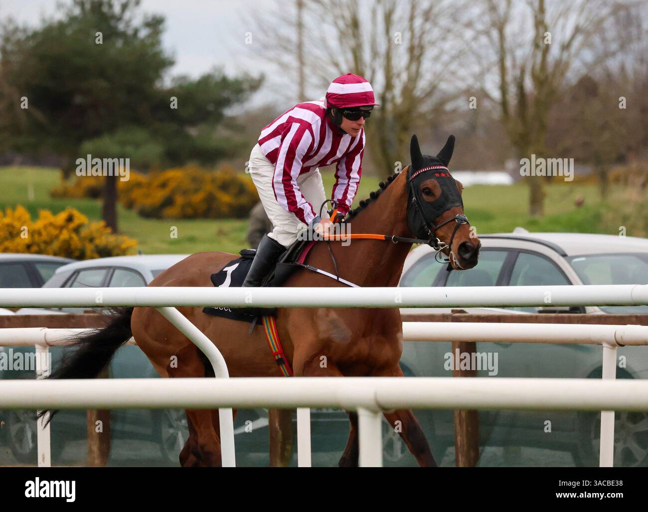 Down Royal, Lisburn, County Antrim, Nordirland. März 2025. St Patrick's Day Race Meeting - Bluegrass Horse Feed bewertet Anfänger Chase - Rennpferd Spirit of Legend (1) geritten von Jockey Phillip Enright. Stockfoto