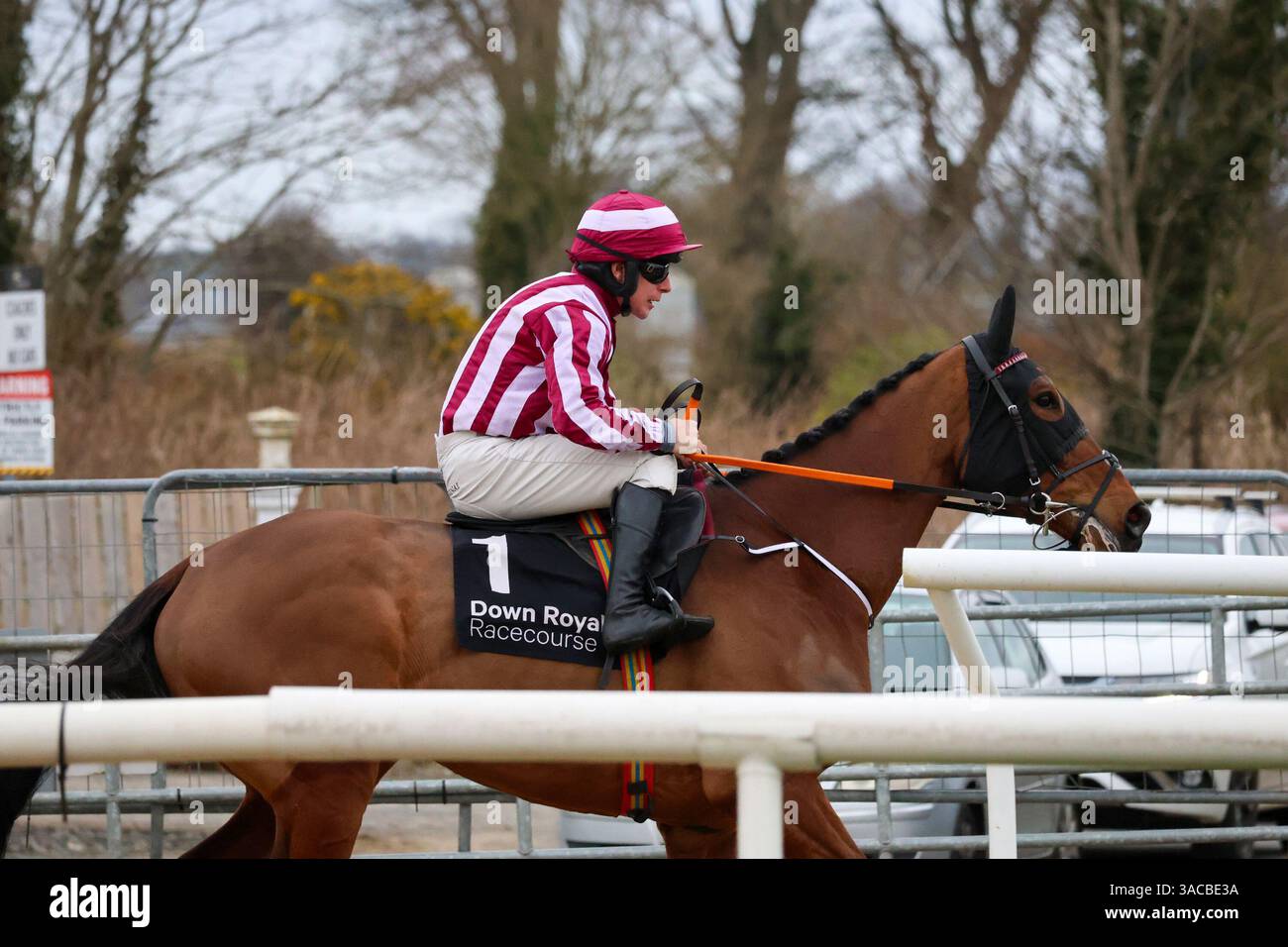 Down Royal, Lisburn, County Antrim, Nordirland. März 2025. St Patrick's Day Race Meeting - Bluegrass Horse Feed bewertet Anfänger Chase - Rennpferd Spirit of Legend (1) geritten von Jockey Phillip Enright. Stockfoto