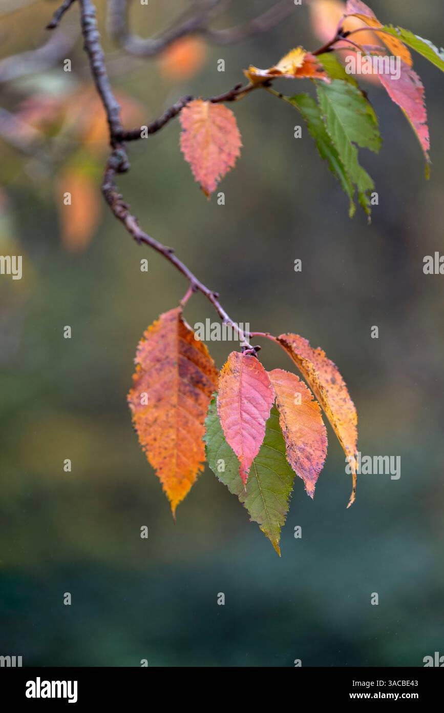Nahaufnahme der Herbstblätter, Kentucky Stockfoto