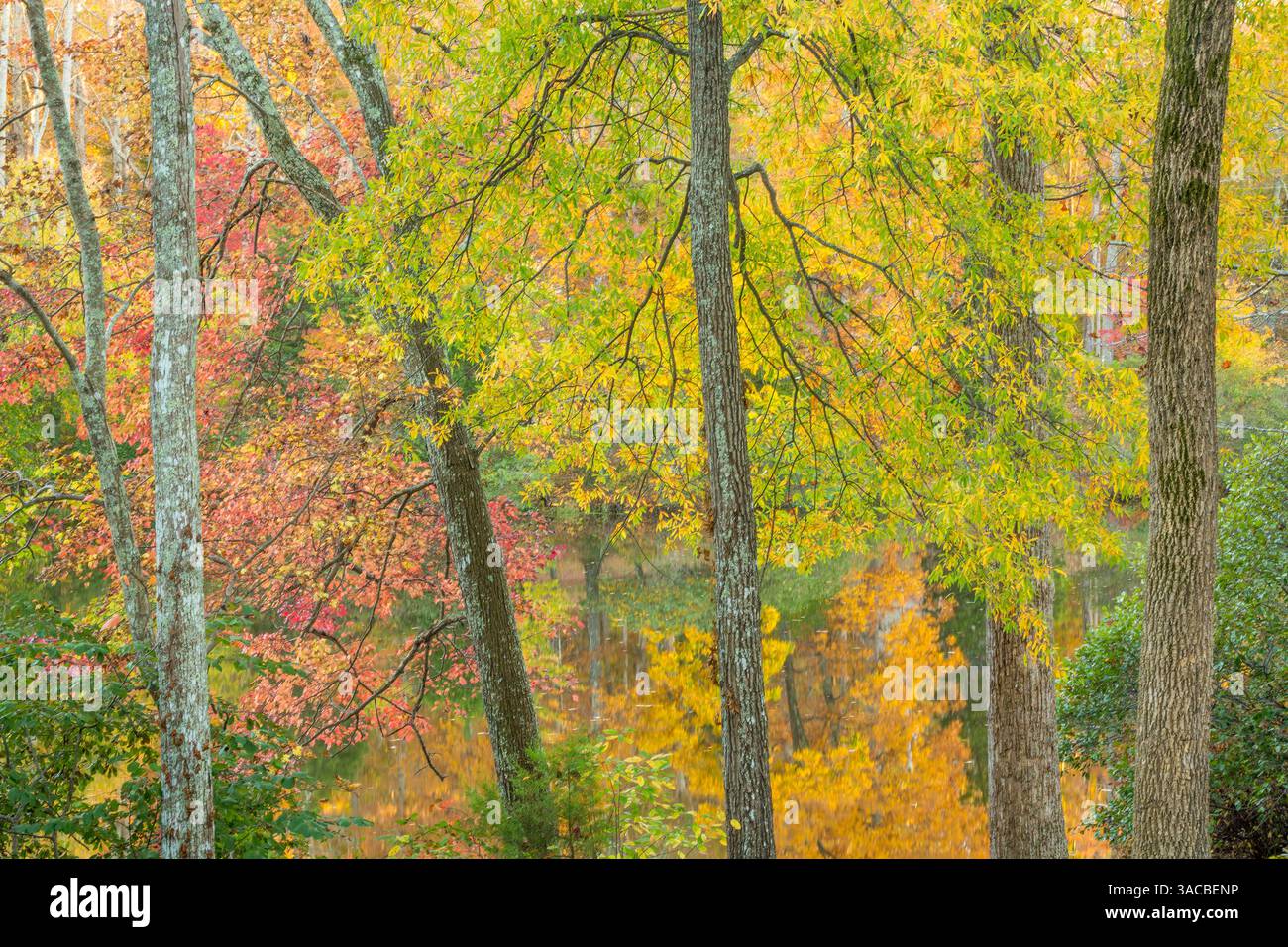 USA, Tennessee, Natchez Trace State Park. Wald und See im Herbst. ©Don Paulson / Jaynes Gallery / DanitaDelimont.com Stockfoto