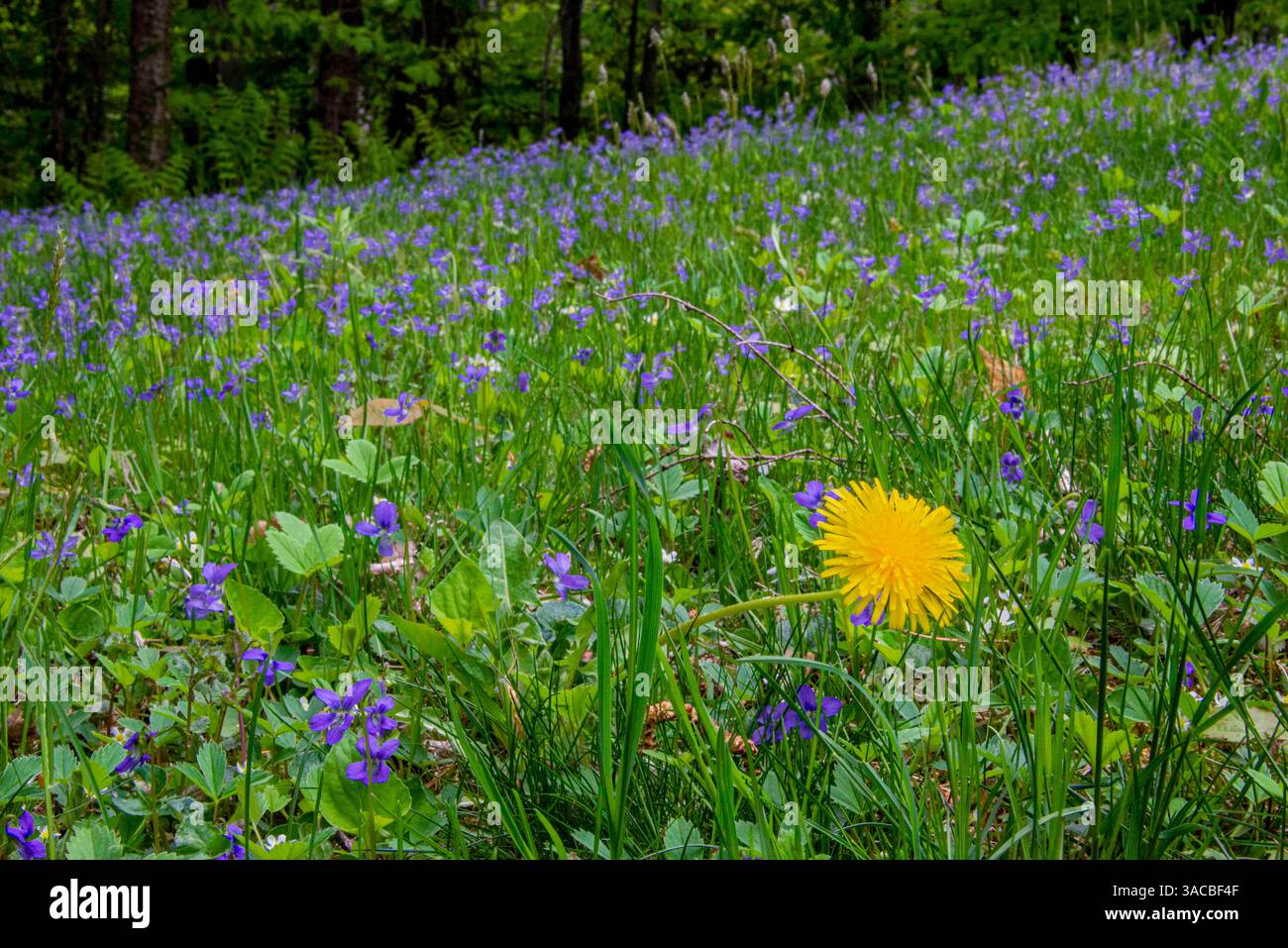 USA, Vermont, Morrisville. Jopson Lane, Frühlingsrasen mit Veilchen und Löwenzahn Stockfoto