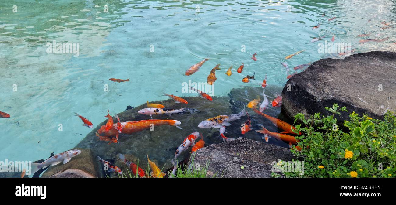 Eine faszinierende Ansammlung lebendiger Koi-Fische schwimmen anmutig in einem kristallklaren, türkisfarbenen Teich. - Smartphone-aufgenommenes Stockfoto