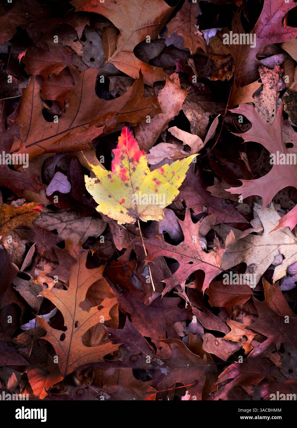 Lebhafte Herbstblätter auf dem Waldboden, die ein einsames gelbes Ahornblatt unter zahlreichen braunen Blättern zeigen Stockfoto