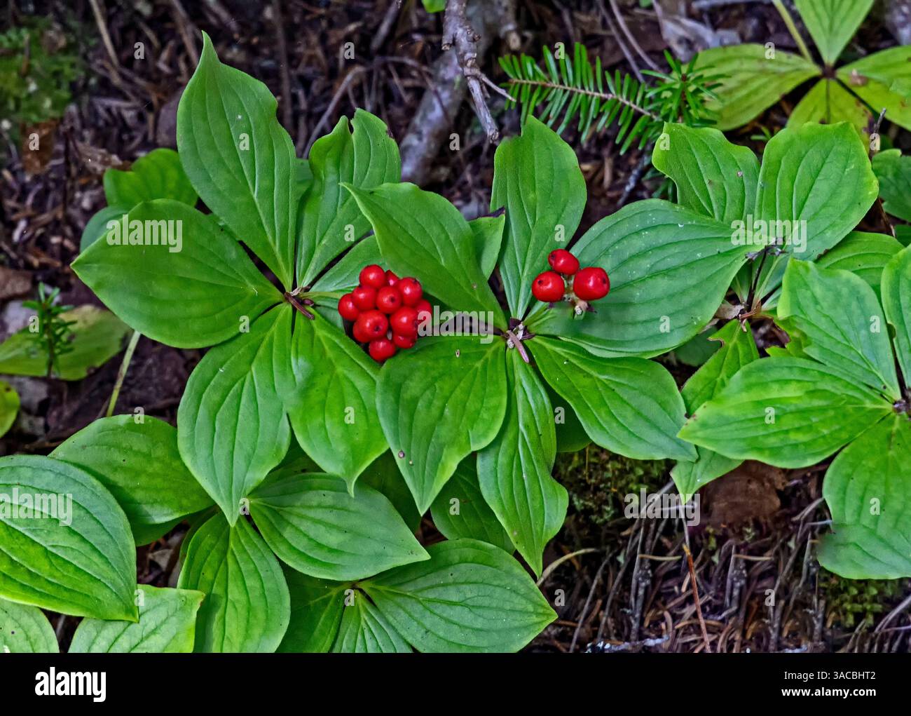 Quebec, Havre-Saint-Pierre, Kanada. Archipel-Nationalpark, kanadische Bunchberry, Stockfoto