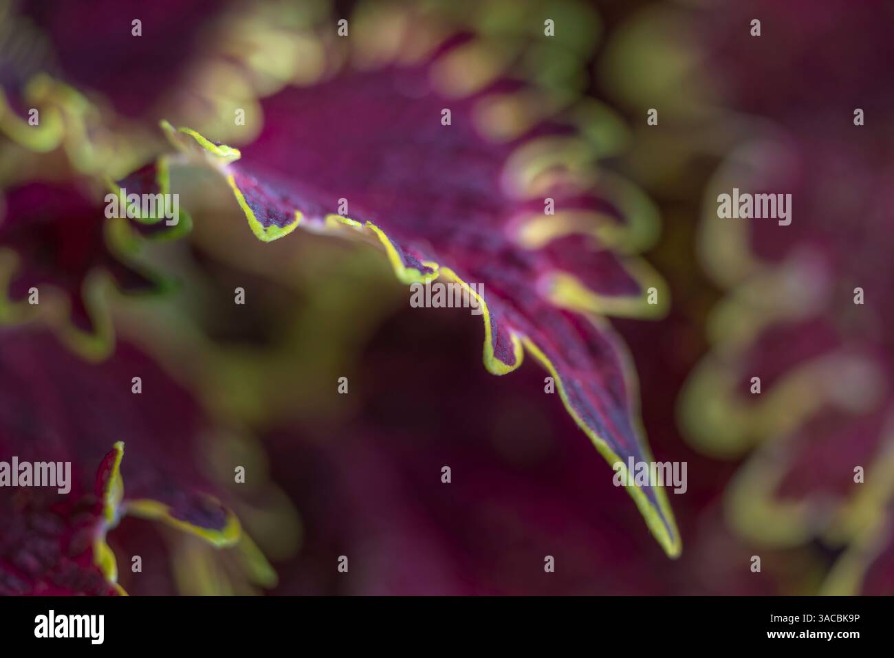 Coleus Pflanzennahmebildung. Stockfoto