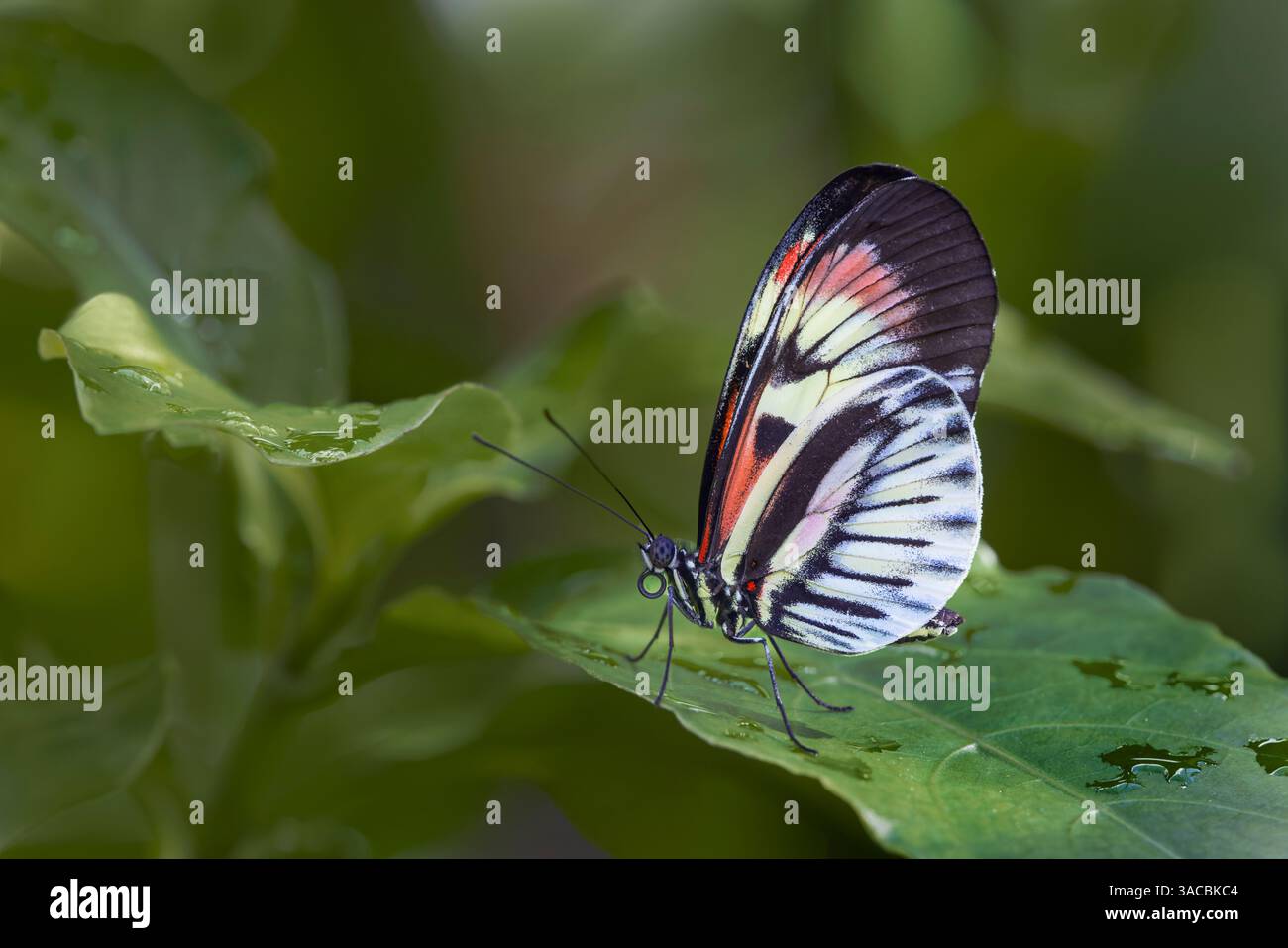 Klavierschlüssel oder Postman-Schmetterling. Stockfoto