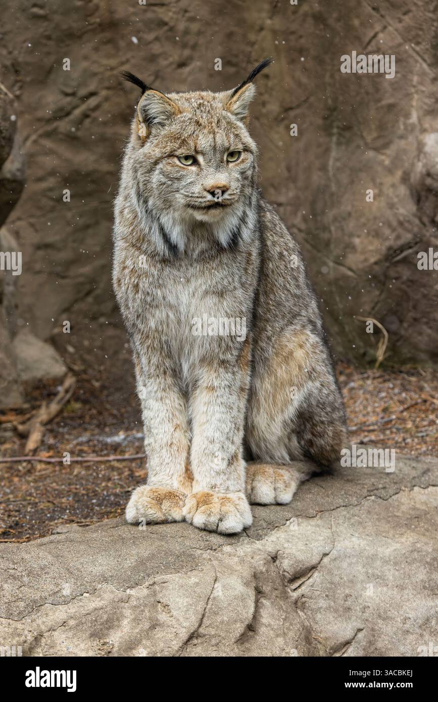 Kanadas Luchs. Stockfoto