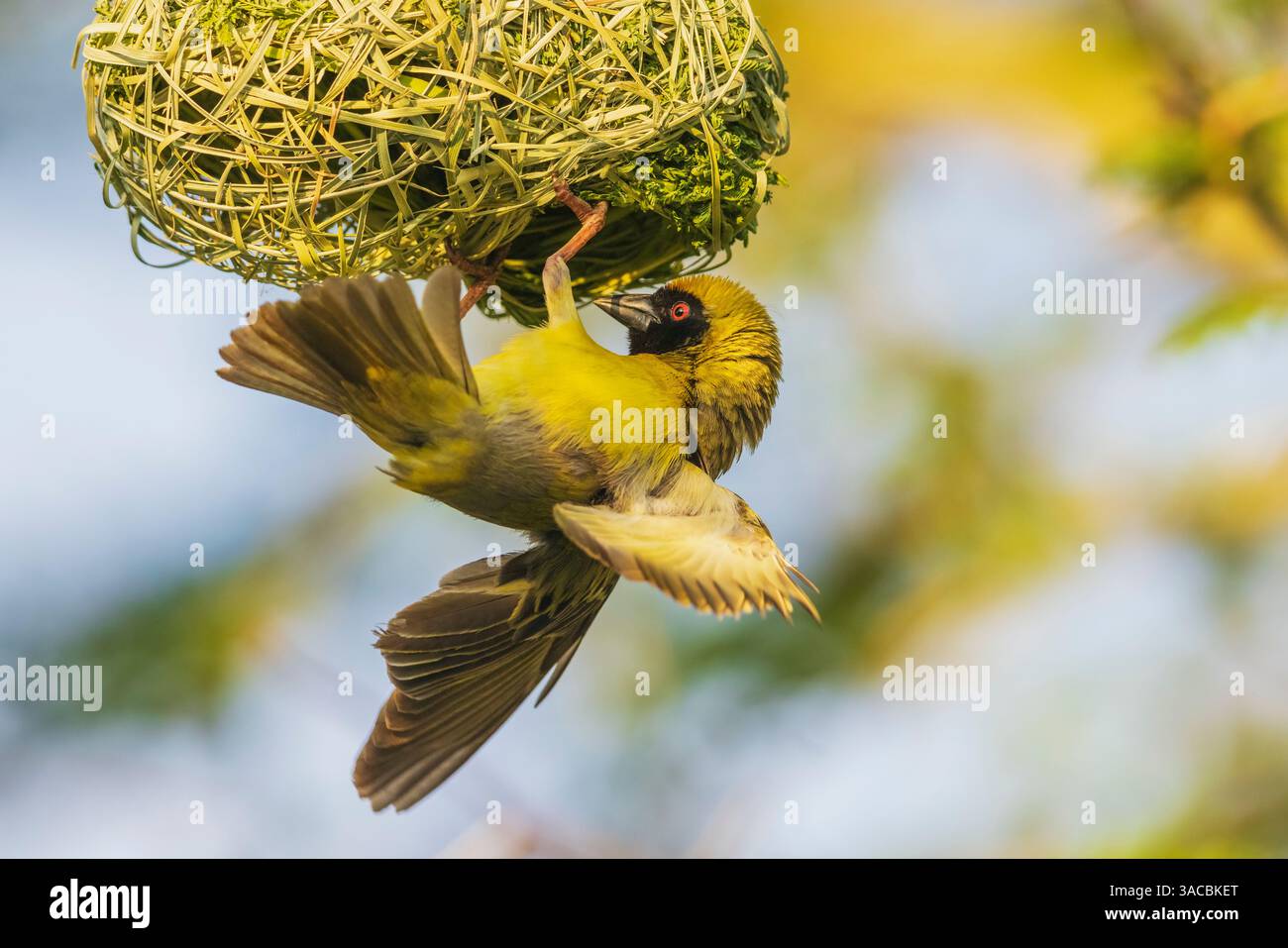 Südlicher Maskenweber, der das Nest vervollständigt, südliches Afrika Stockfoto