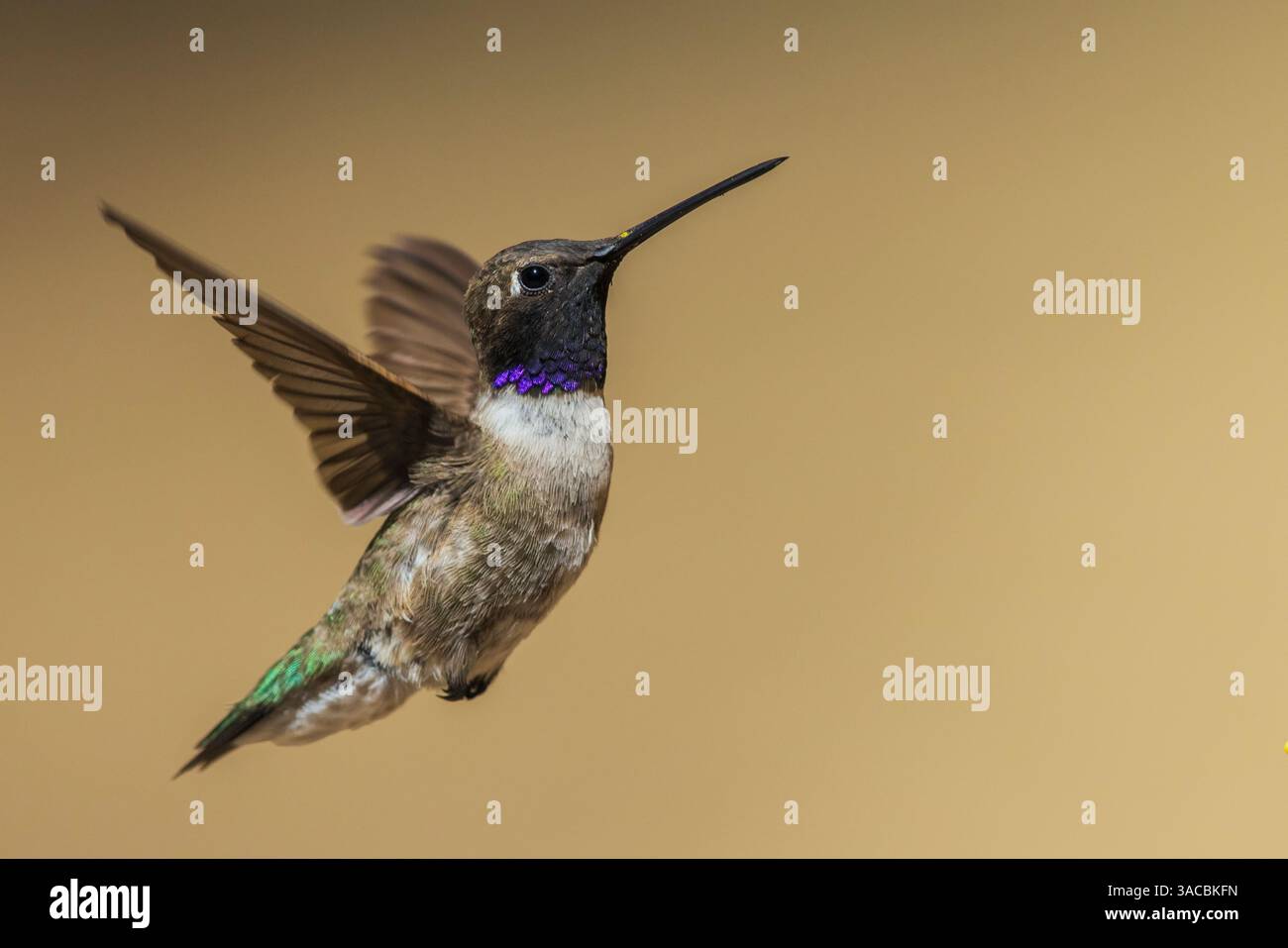 Schwarzkinnender Kolibri fliegt im Madera Canyon, Arizona Stockfoto