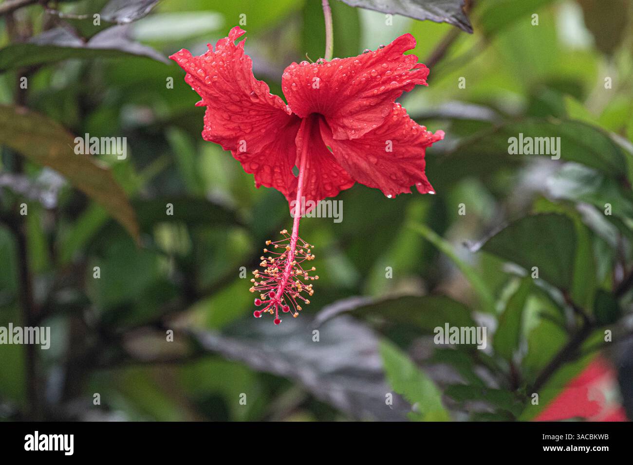 Chinesischer Hibiskus ist eine Art tropischer Hibiskus aus der Familie der Malvaceae. Stockfoto