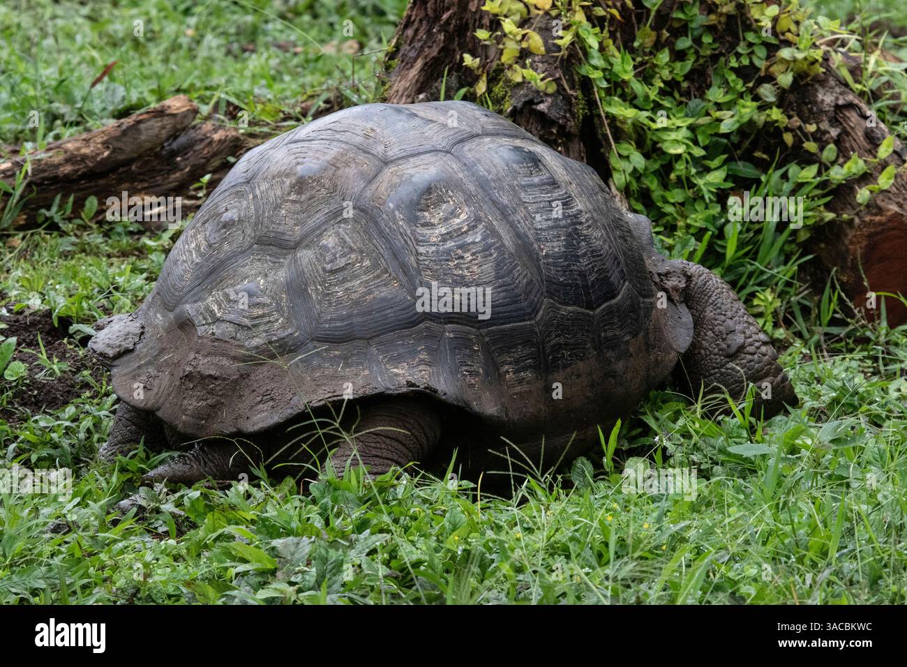 Riesenschildkröte im Naturschutzgebiet auf Santa Cruz Island auf den Galapagos Inseln. Stockfoto