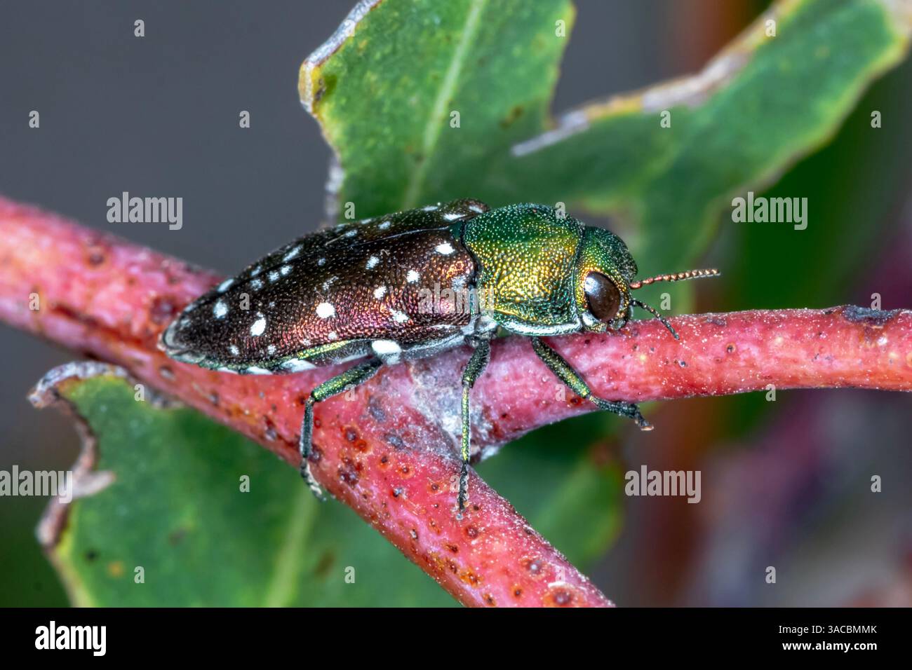 Diphucrania leucosticta Juwelenkäfer mit metallischen grünen und weißen Flecken, Brisbane Ranges National Park, Victoria Stockfoto