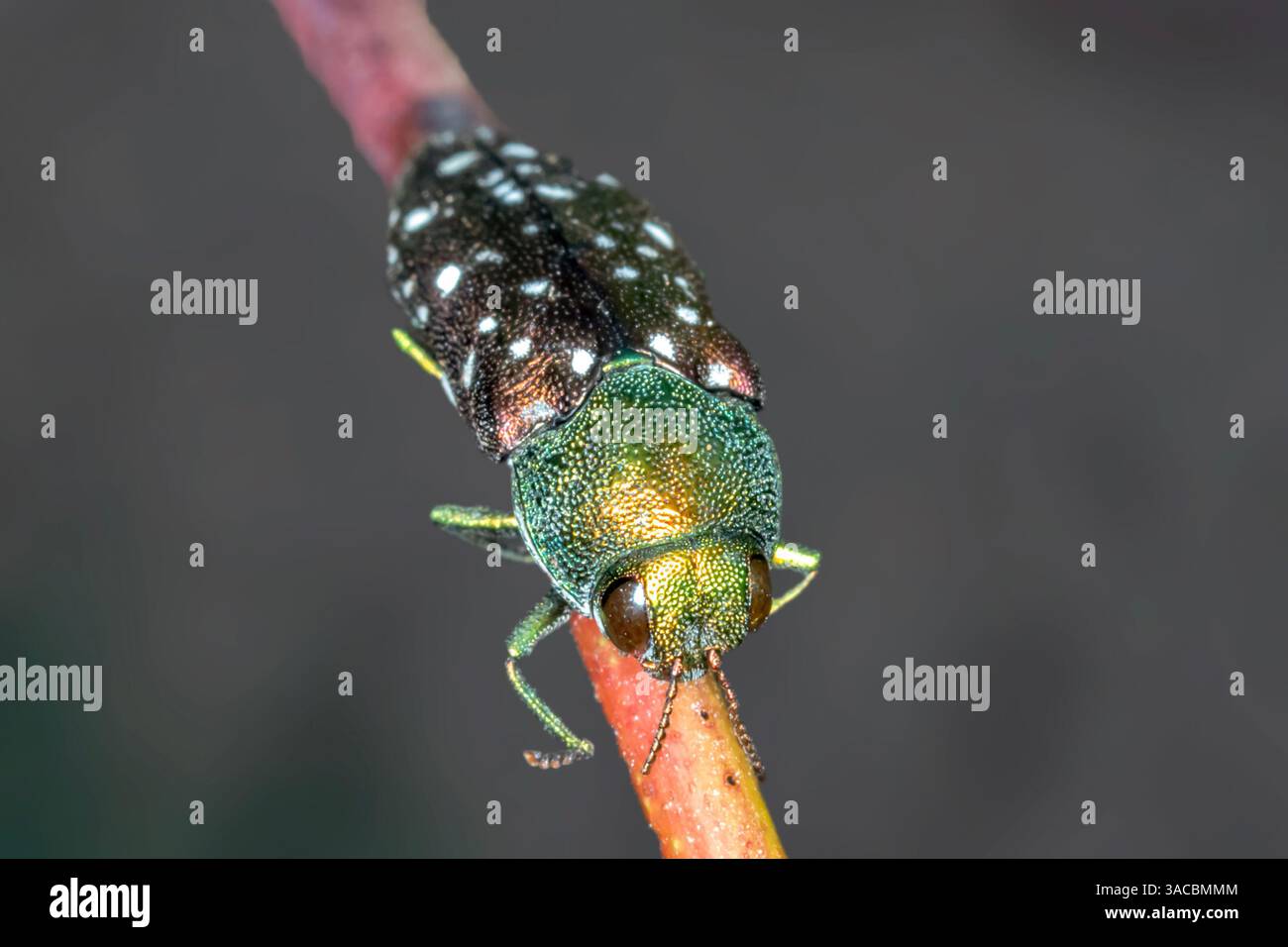 Juwelenkäfer - Diphucrania leucosticta - auf Zweig, Brisbane Ranges National Park, Victoria Stockfoto
