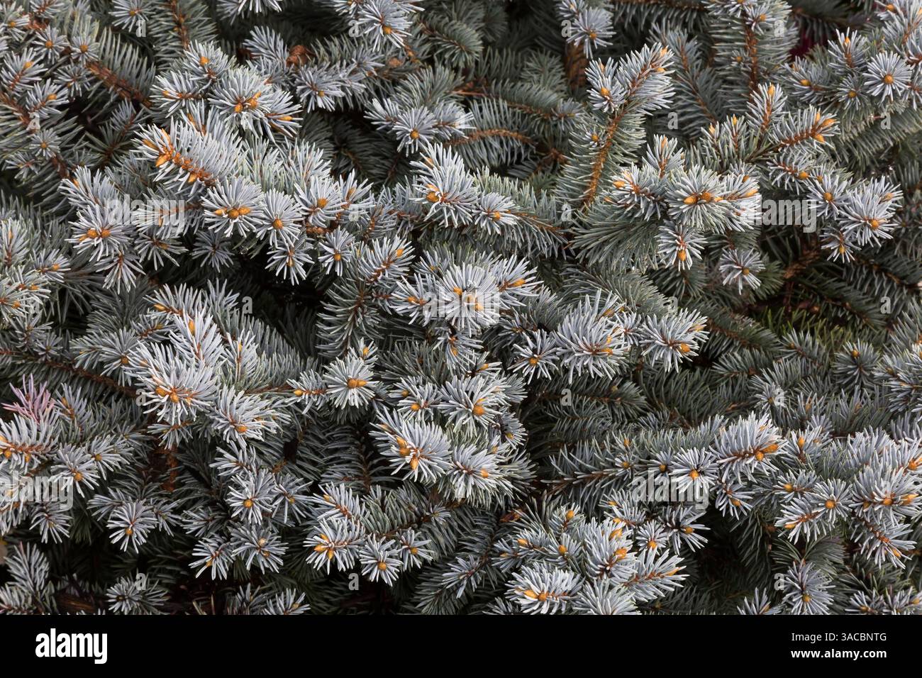 Picea pungens „Compacta“ – Colorado Fichte Blätter im Sommer. Stockfoto