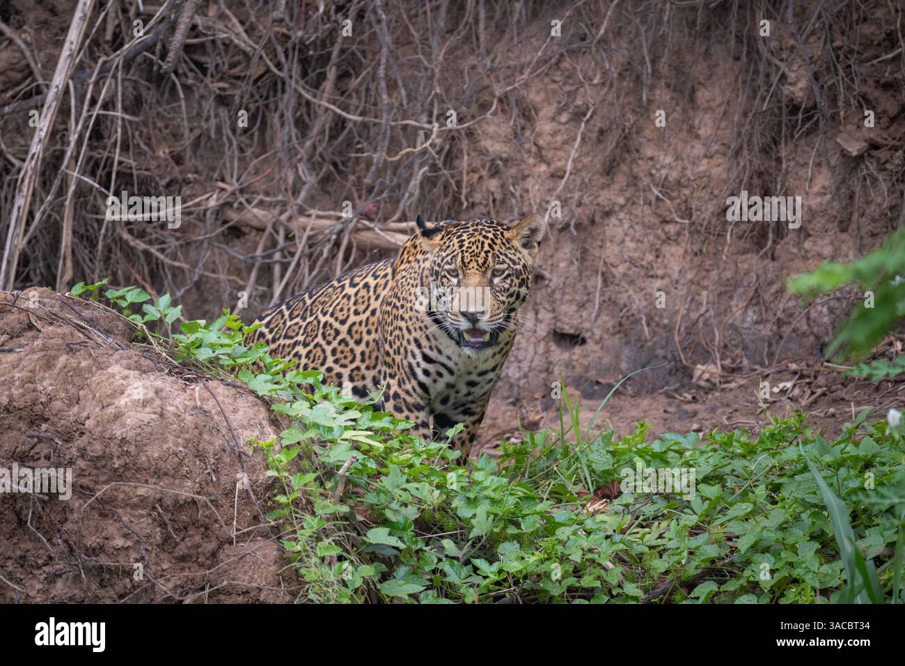 Jaguar sticht seinen Kopf aus der Dschungel-Vegetation im Pantanal Stockfoto