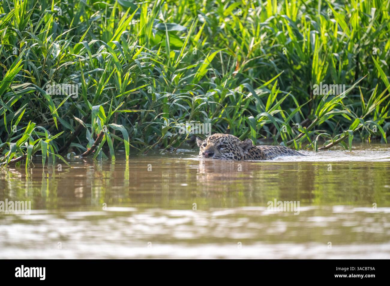 Jaguar schwimmt in einem Fluss im pantanal - Kopf und Rücken ausgesetzt Stockfoto