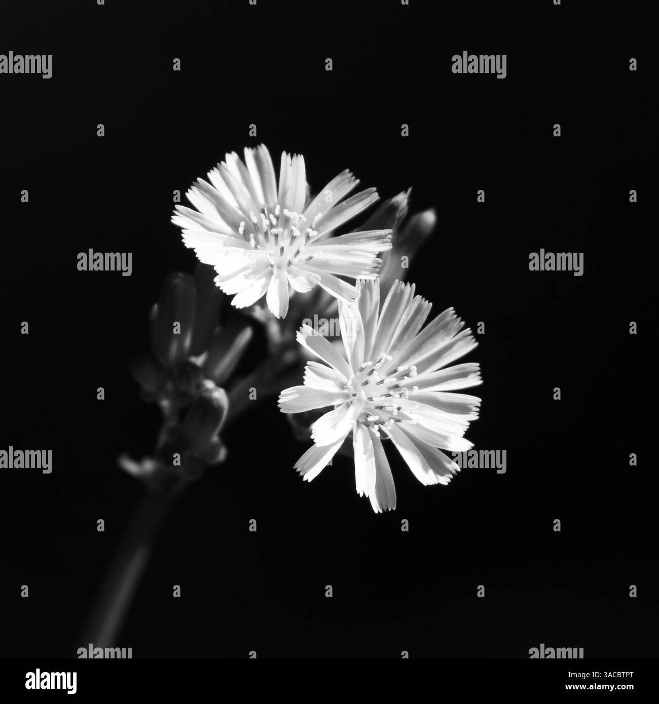 Nahaufnahme eines blühenden japanischen Karettbarts mit zwei Blüten und mehreren Knospen. Fotografiert in Texas mit geringer Schärfentiefe. Stockfoto