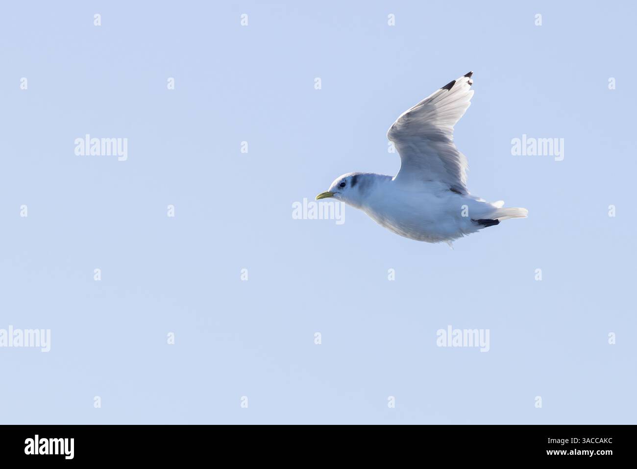 Kittiwake (Rissa tridactyla) im Flug mit Wintergefieder Stockfoto