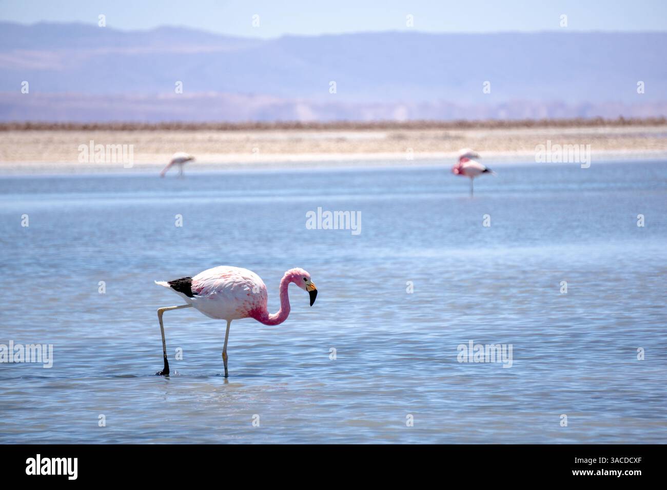 Anden-Flamingo in den flachen Gewässern der Laguna Chaxa in der Atacama-Wüste Chile unter einem klaren blauen Himmel Stockfoto