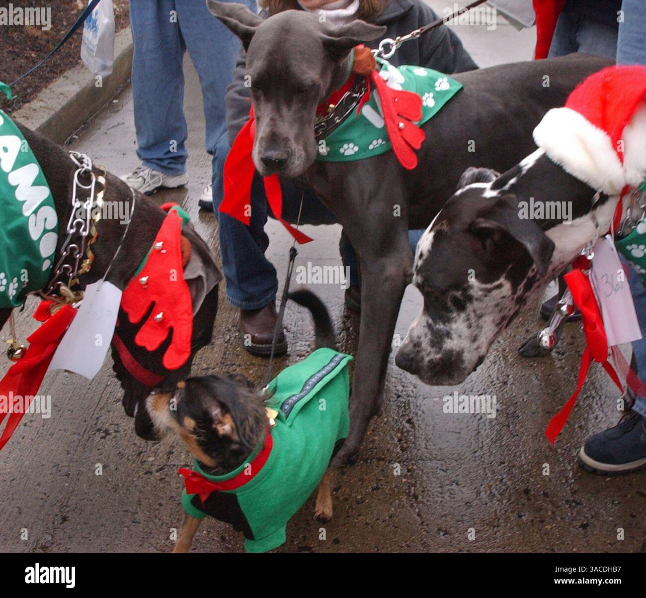 Dezember 2004 - Cincinnati, Ohio, USA - drei große Dänen schauen sich einen sehr kleinen Hund an, bevor sie an der 14. Jährlichen Reindog-Parade durch die Straßen des Mt. Adams. (Bild: © Ken Stewart/ZUMA Press) Stockfoto