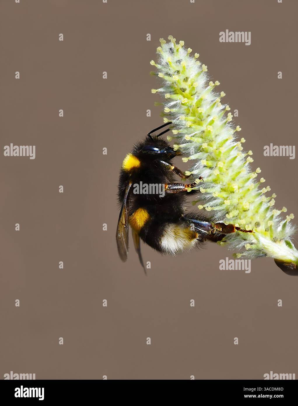 Hummel oder große Erdhummel (Bombus terrestris) auf einer Weidenblüte. Stockfoto