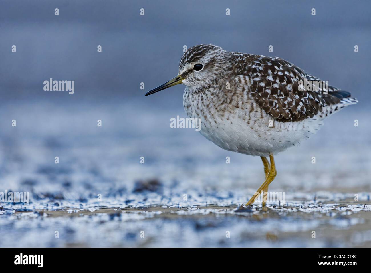 Holzsandfänger (Tringa glareola) in den Feuchtgebieten im Frühjahr. Stockfoto
