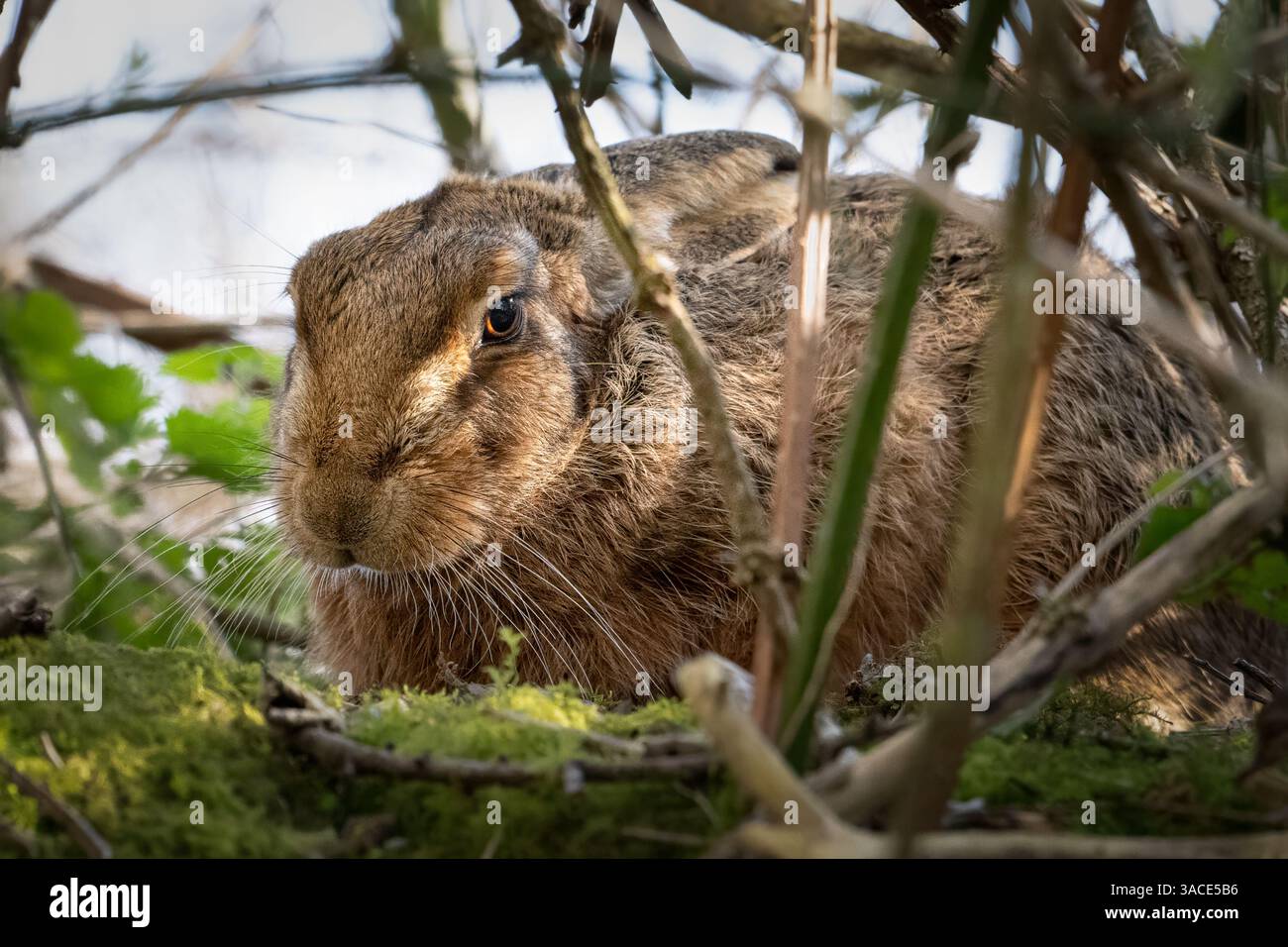 Europäischer Hase - Lepus europaeus - Versteck im Unterholz Stockfoto