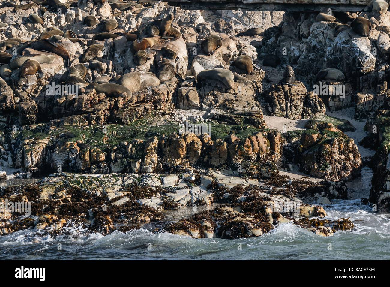 Große Gruppe, Pelzrobbenkolonie am felsigen Strand der Atlantikküste, Südafrika Stockfoto
