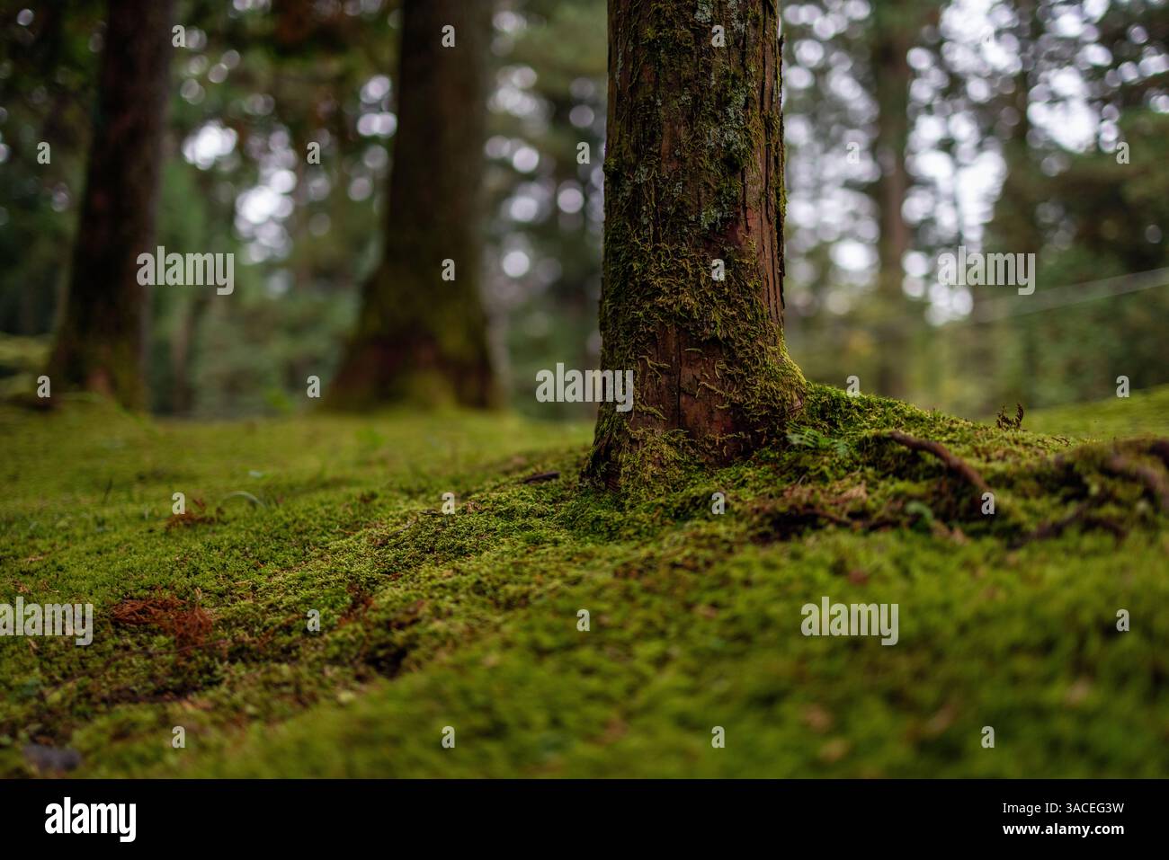 Nahaufnahme der moosigen Baumbasis mit strukturierter Rinde und geringer Tiefe des Feldes, die organische Details und eine sanfte Waldlandschaft hervorhebt Stockfoto