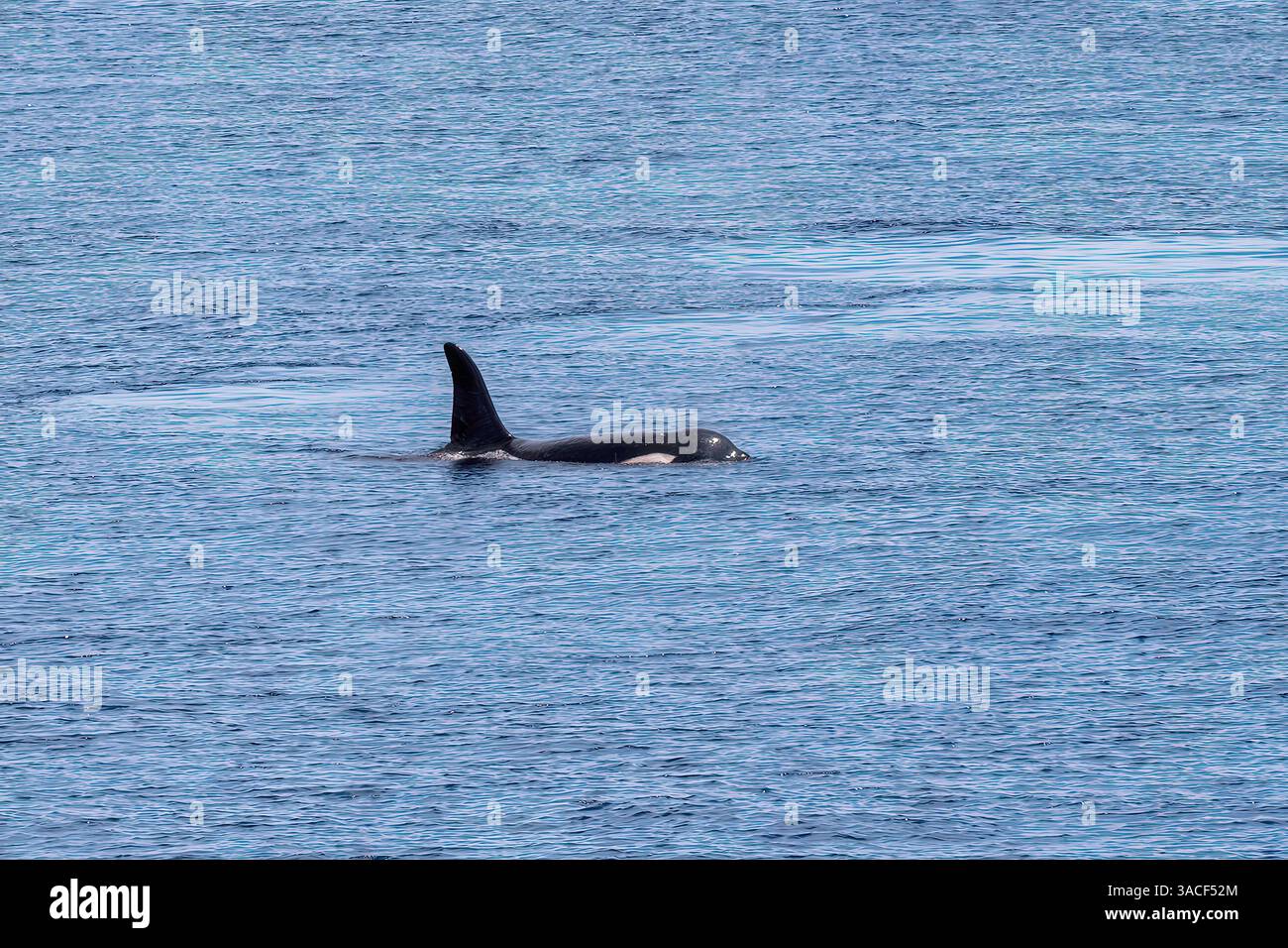 Orca Whale, Orcinus Orca in der Nähe von Pulau Sawai, Gewürzinseln, Indonesien Stockfoto
