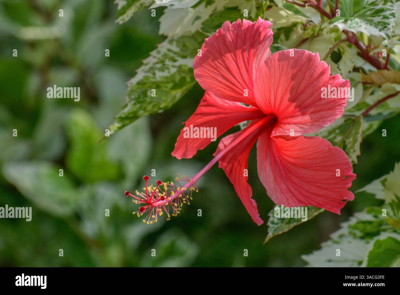 Ein Nahbild eines roten Hibiskus. Das ist die nationale Blume Malaysias. Stockfoto