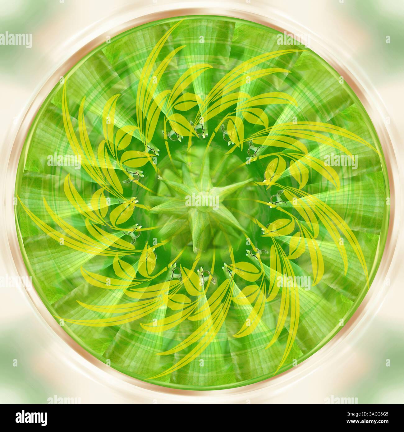 Pflanze Natur Mandala Farbkreis, Hellgrüne Farben, Leuchtender Hintergrund Stockfoto
