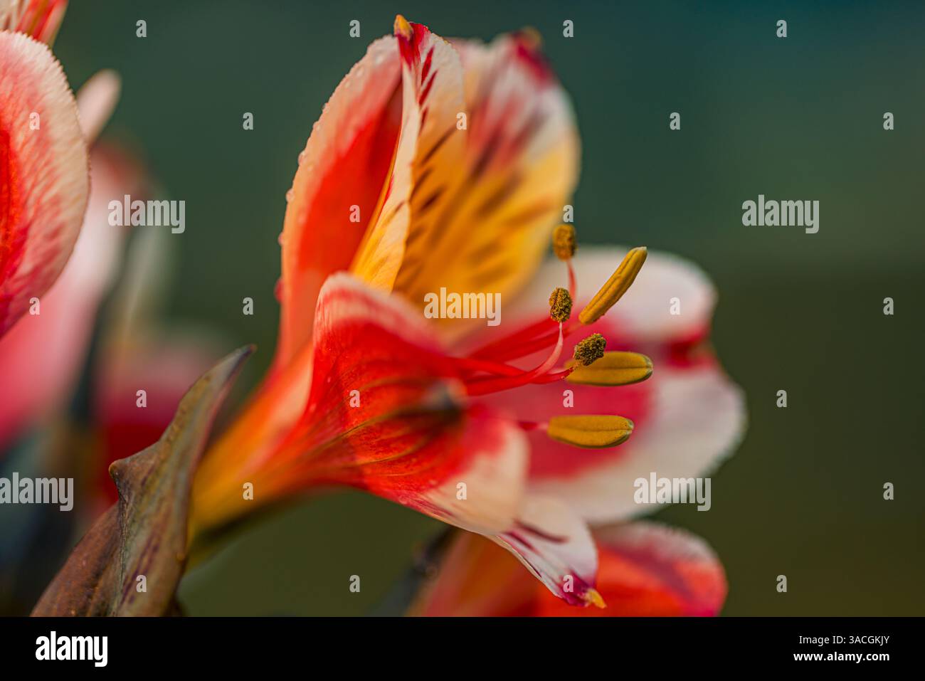 Nahaufnahme einer zarten, bunten Blume mit komplizierten Details. Friedliche Natur, Blumengarten. Blühende Frühlingsruhe Stockfoto