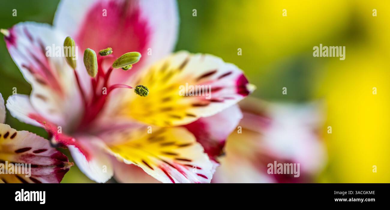 Nahaufnahme einer zarten, bunten Blume mit komplizierten Details. Friedliche Natur, Blumengarten. Blühende Frühlingsruhe Stockfoto