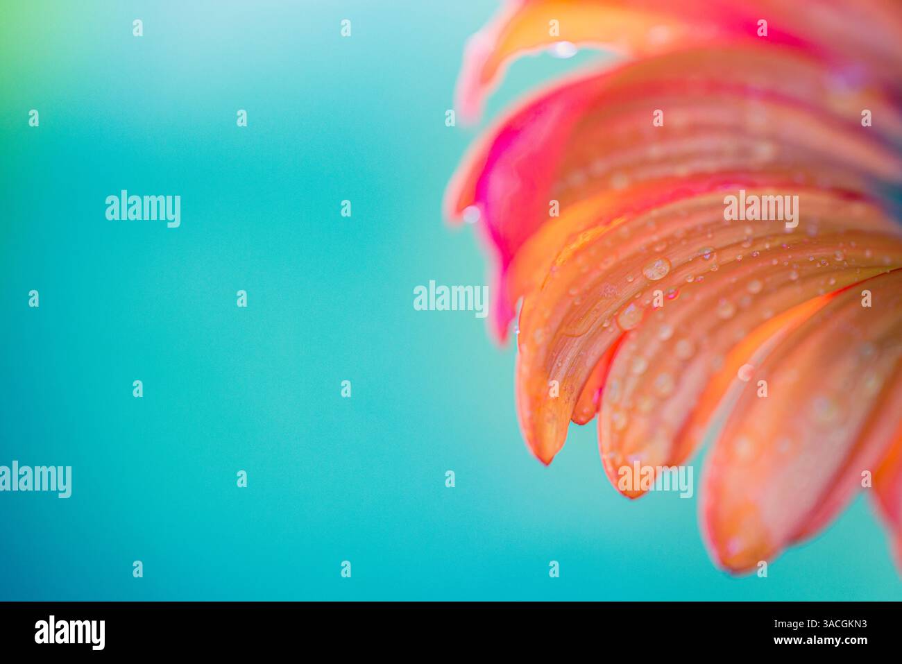 Wassertropfen auf einem roten rosa Blütenblatt auf verschwommenem Makrobrot Morgensonne leuchtend grün blau Wiesengras. Tautropfen zieren ein leuchtend rotes Blütenblatt Stockfoto