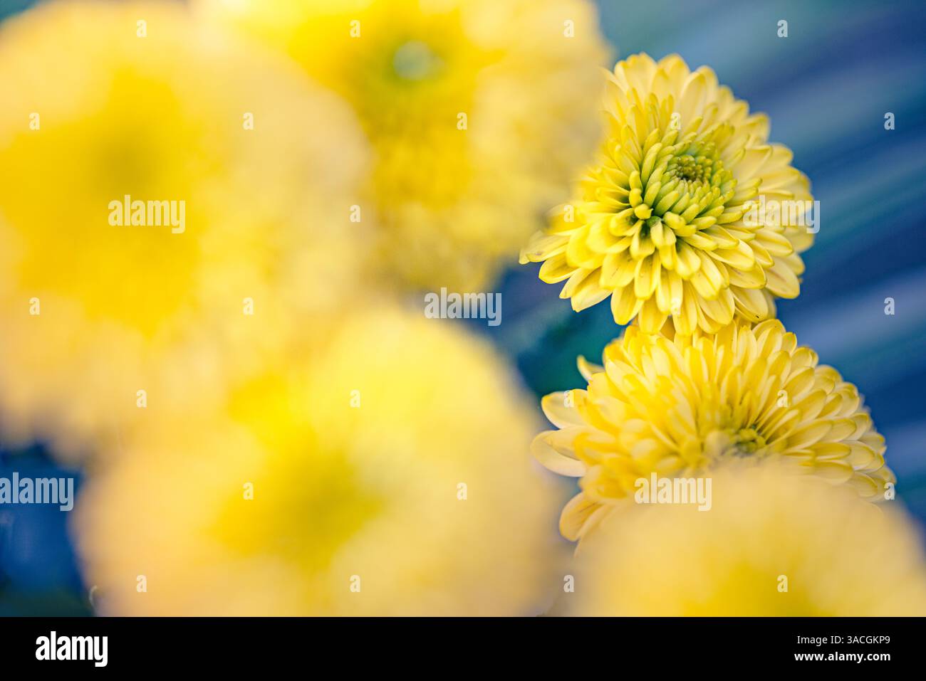 Sonnenblumengerbera, hybride Sonnenblume Nahaufnahme, gelbe Blume mit grünem blau verschwommenem üppigem Laubhintergrund. Tapete mit künstlerischem Charakter Stockfoto