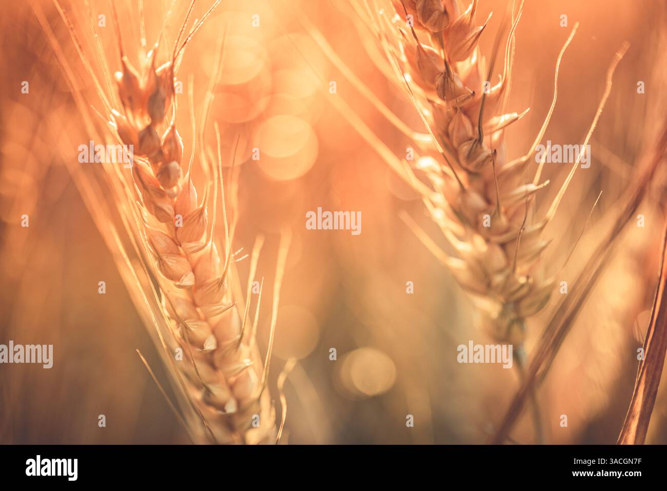 Goldene Weizenstängel, beleuchtet durch Sonnenuntergang, Nahaufnahme, Landwirtschaft und Natur Hintergrund. Verwischt entspannende Landschaft auf dem Ackerland Stockfoto
