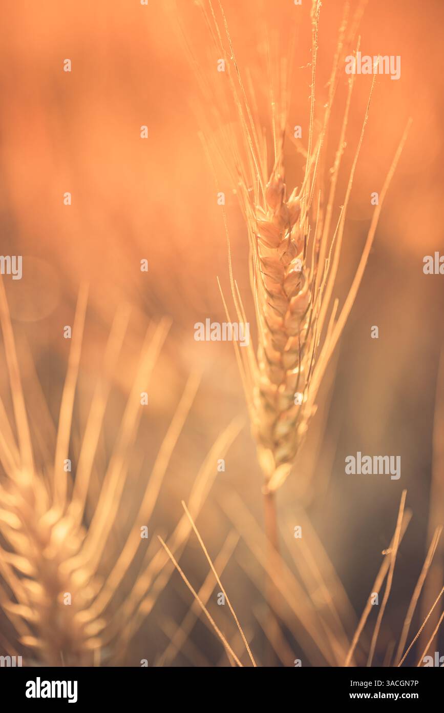 Goldene Weizenstängel, beleuchtet durch Sonnenuntergang, Nahaufnahme, Landwirtschaft und Natur Hintergrund. Verwischt entspannende Landschaft auf dem Ackerland Stockfoto