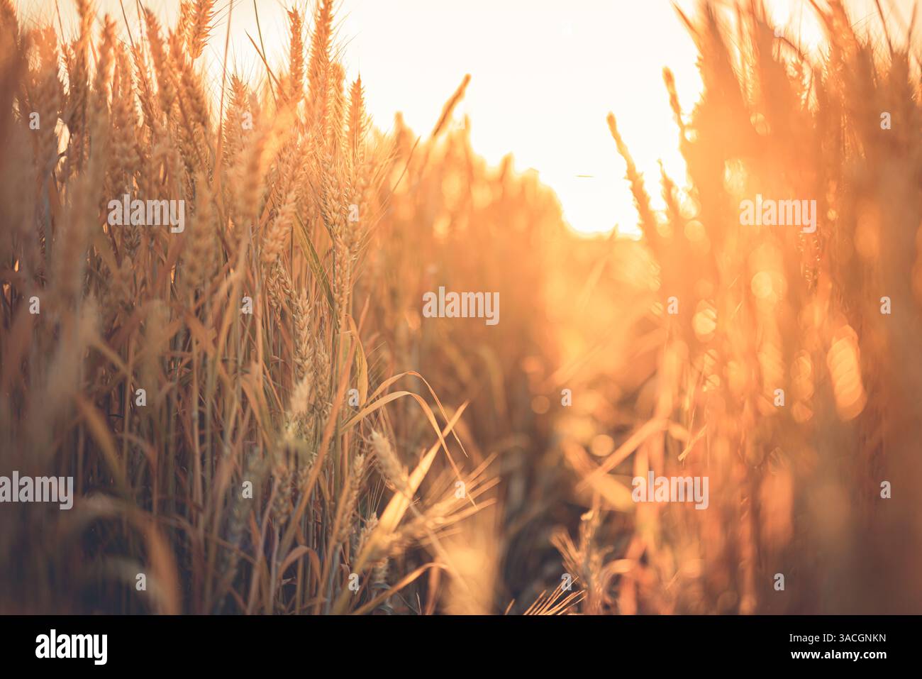 Goldene Weizenstängel, beleuchtet durch Sonnenuntergang, Nahaufnahme, Landwirtschaft und Natur Hintergrund. Verwischt entspannende Landschaft auf dem Ackerland Stockfoto
