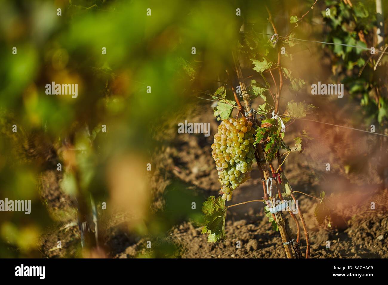 Ein Blick auf die Trauben: Die üppige Weingärten-Szene, die die Bounty der Natur an einem hellen und sonnigen Tag mit einem Schwerpunkt auf den reifenden Trauben an der Rebe festlegt Stockfoto