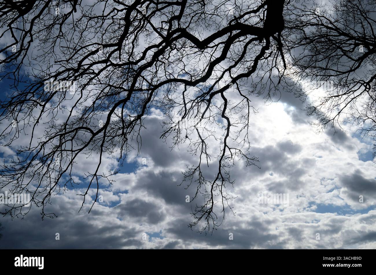 Silhouette von Ästen am dramatischen Himmel Stockfoto