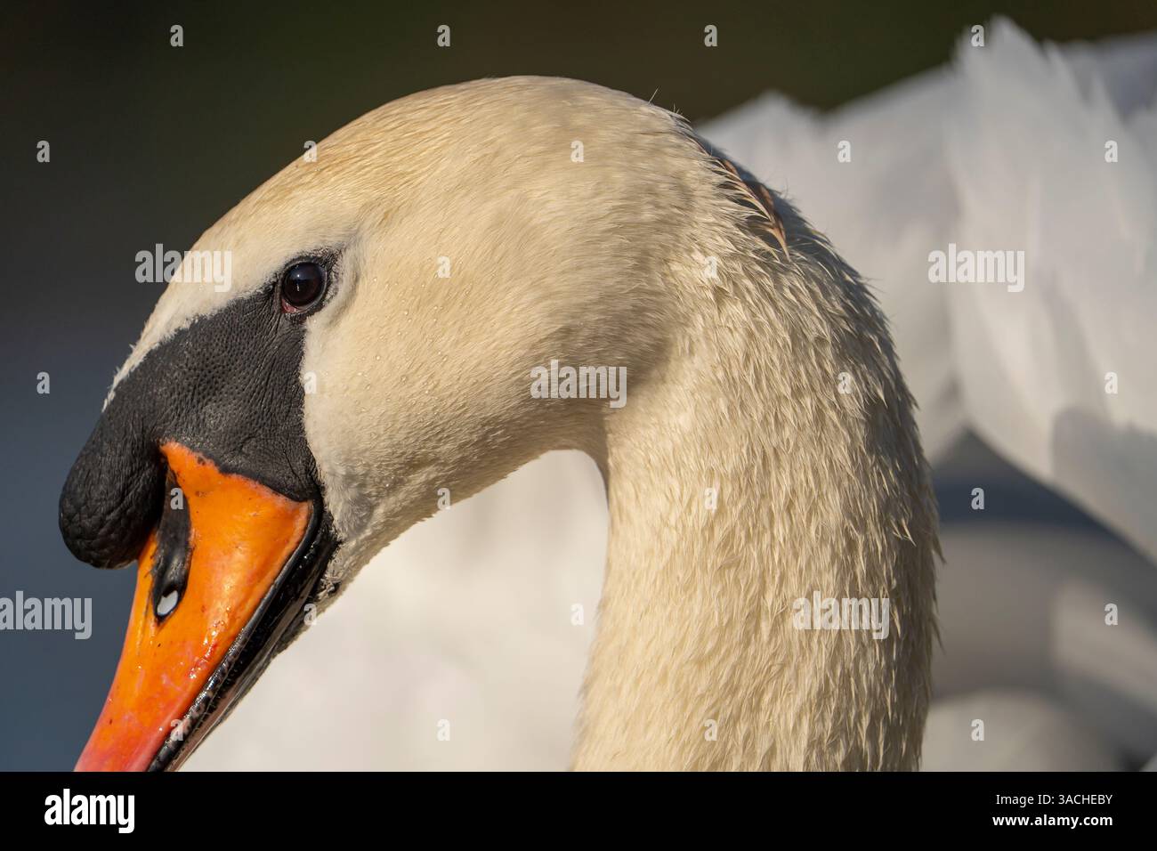 Nahaufnahme eines wilden adulten stummen Schwanenkopfes (Cygnus olor), der sein helles Auge und eine klare Sicht durch sein Nasenloch zeigt. Stockfoto